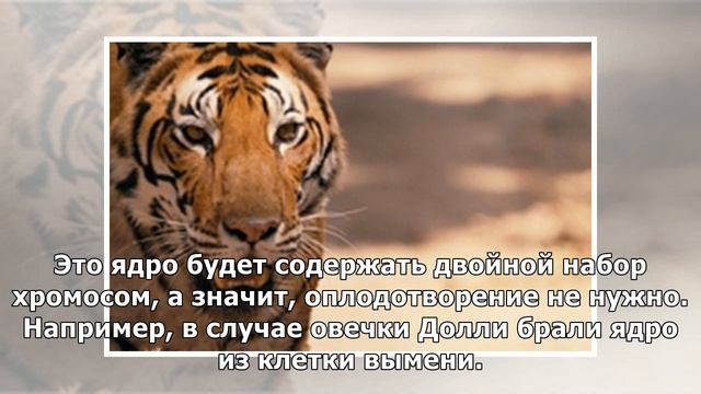 Как и зачем люди пытаются вернуть исчезнувшие виды животных