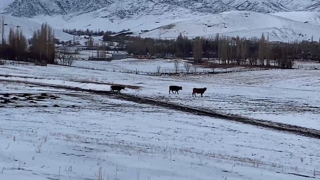 ПУТЕШЕСТВИЕ В БИШКЕК | БРЕЙК-ДАНС НА ГОРНОЙ ВЕРШИНЕ | МИНИРОВАННЫЕ ПОЛЯ