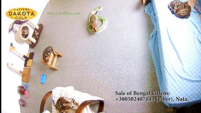 Что делают бенгалы наедине, Будни питомника, бенгальской кошки, Dakota Gold 4