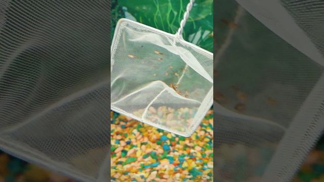 Выпуск мальков в аквариум