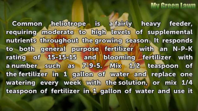 How to Grow Common Heliotrope (Heliotropium Arborescens)