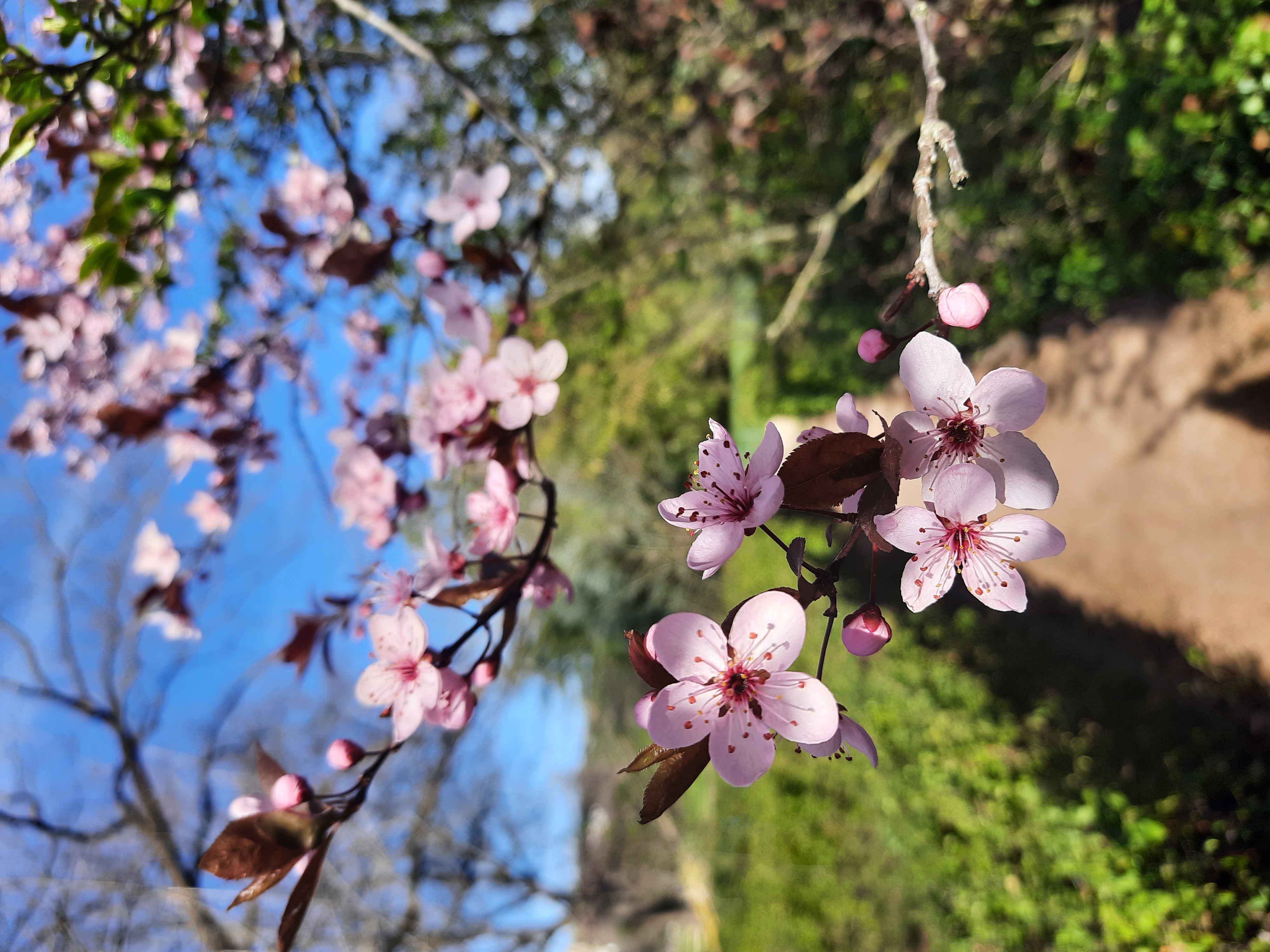 Симферополь в объятиях весны☀️🌿✨️