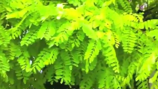 Robinia pseudoacacia Frisia - Frisia Black Locust