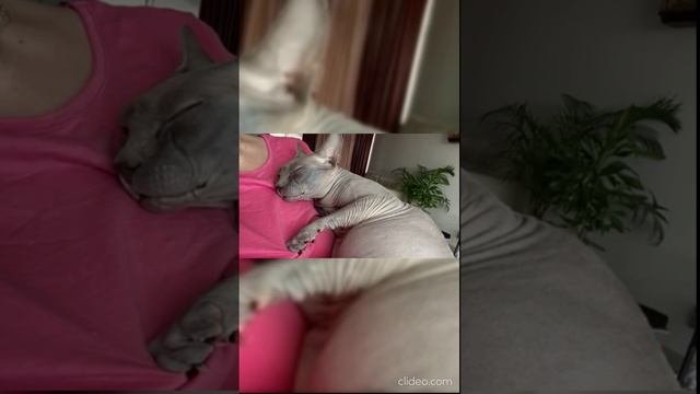 Господа...