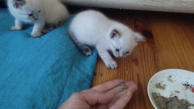 Котята тайской породы и питбуль Алиса