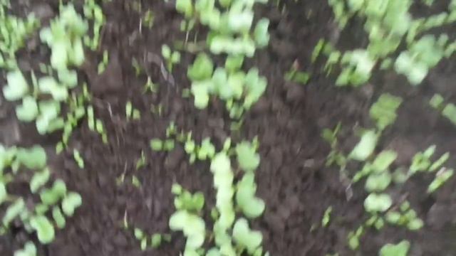 КАПУСТА В ТЕПЛИЦЕ ВЗОШЛА ХОРОШО. Ольга Чернова.