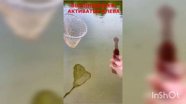 Активатор клёва в действии