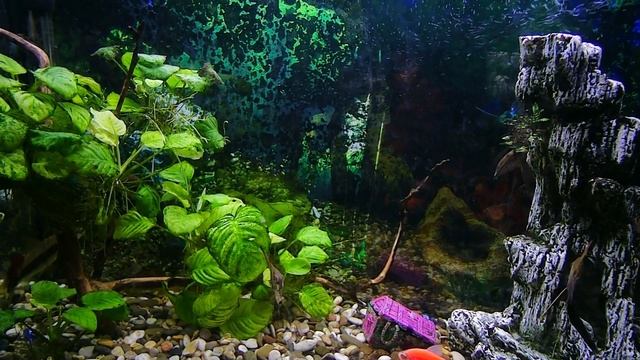Aquarium relaxation