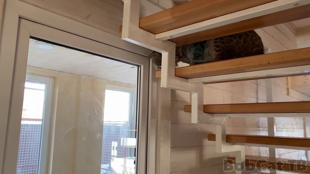 ПОБЕГ БОБКЭТА РУФУСА / Приучаю рысь Луну к дому