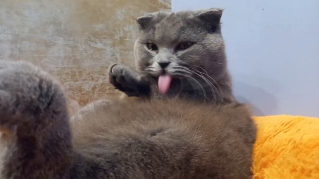 КОТ БАКС/НОВОЕ МЕСТО ДЛЯ СНА, КОТИК УМЫВАЕТСЯ/BRITISH CAT.