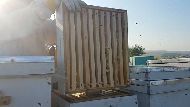 Откачка и забор медовых корпусов за 3 часа весь прицеп.