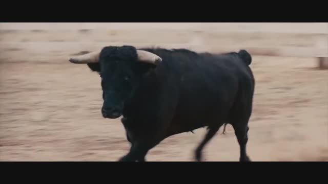 Bull Taurus - Oui ou non
