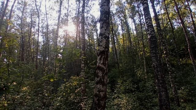 Берёзовый Лес.mp4