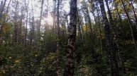 Берёзовый Лес.mp4