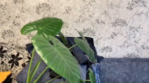 Приехали к маме. Какая рассада у мамы. Посадили крымскую ель в мамином дворе. Бабушка и внуки Влог