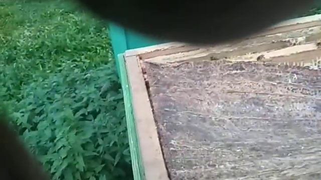 Рой дал  10 рамок  мёда .    ( ◑‿◑)  ►ПАСЕКА◄ ♫☺ 👍      🐝  Пчеловодство в Ленинградской области 🐝