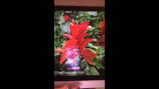 Ruellia Tuberosa