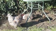 hens dust-bathing in the sun