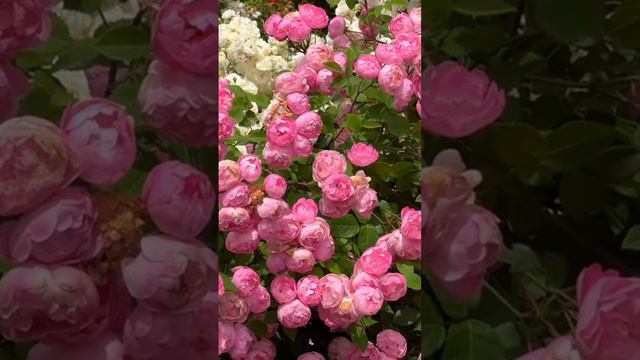 Розовые небеса, прекрасный сад розовых цветов