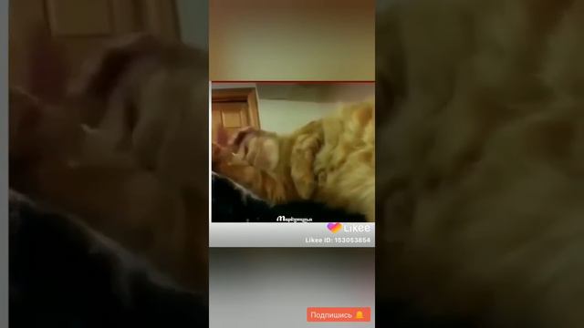 Самый смешные моменты с Животных