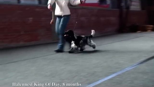 Halennest King Of Day "VINNIJ" -1-st  HANDLING lesson