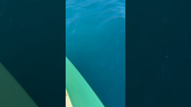 Архипо-Осиповка 22 мая 2024 года 🌤️ встреча с дельфинами 🐬 Благодарим за видеоролик: Savage