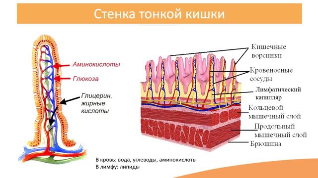 9.7. Кишечник. ТОНКАЯ КИШКА