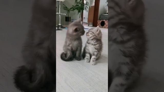 Video_9@21-04-2024_15-01-56