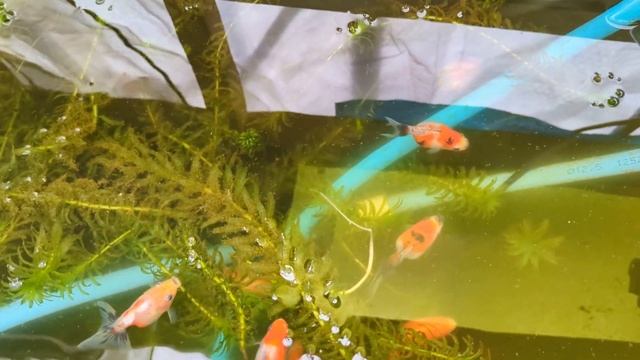 High quality Oranda breeder- A close look at this years fry