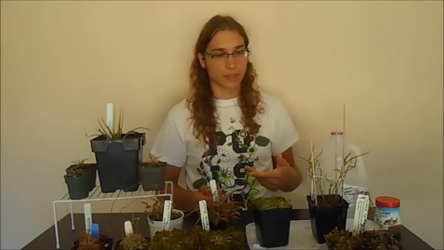 How To Grow A Sundew (Basic Care Guide)