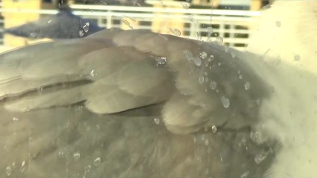 ★АЛЬБАТРОС С МРАМОРНОГО МОРЯ .ALBATROSS FROM THE SEA OF MARMARA .