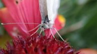 Бабочка капустница или белянка (Pieris brassicae)