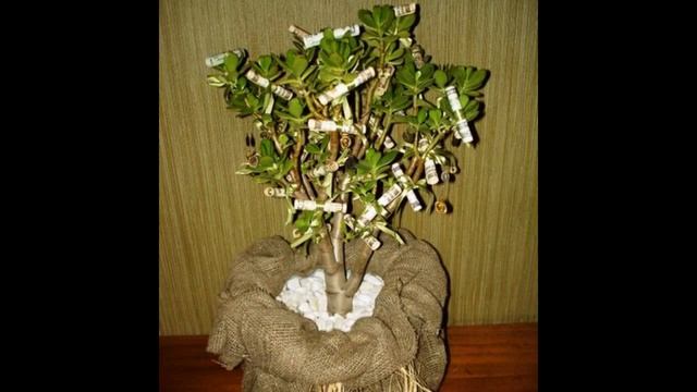 долларовое дерево/dollar tree