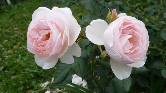 Heritage Rose English Roses