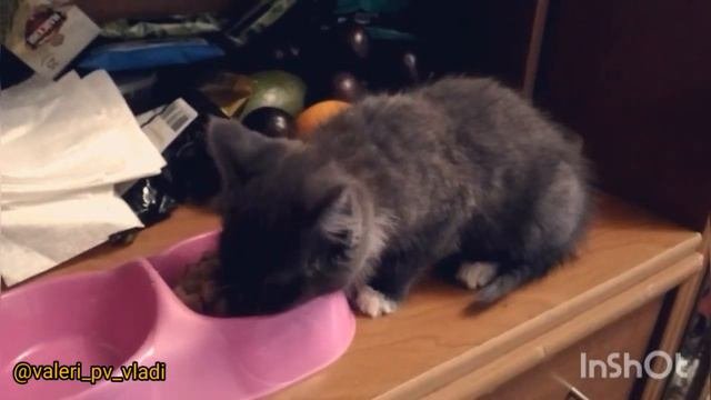 Шиншилла Женька #97 и Кошка Пуся #6