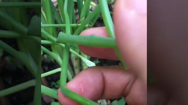Hành - Allium fistulosum L.