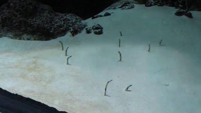 sand worms
