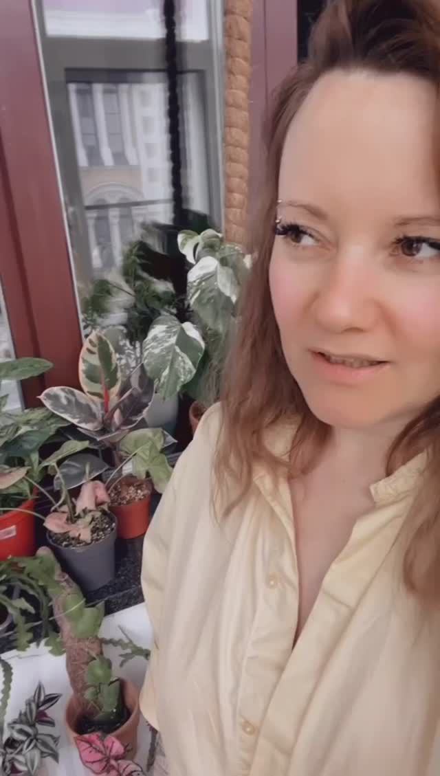 ЛУЧШАЯ опора для растений чтобы они увеличивали листья🌱 #комнатныерастения #комнатныецветы #растения