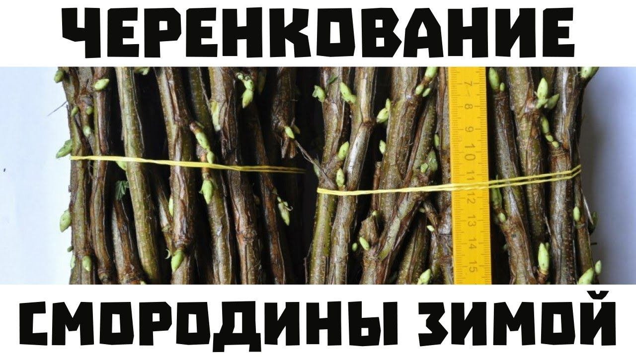Лёгкий способ черенковать смородину зимой.