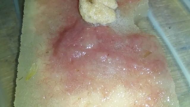 Живые и замороженные корма