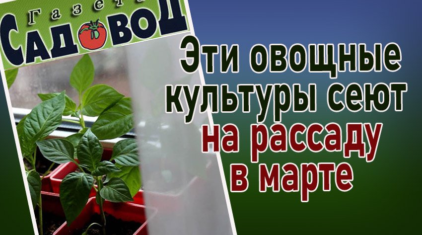 Эти овощные культуры сеют на рассаду в мартеЧто посеять в марте
