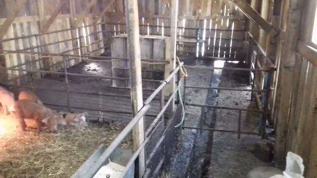 Отёчка у поросят часть№3 "ночь пережили, утренние процедуры"