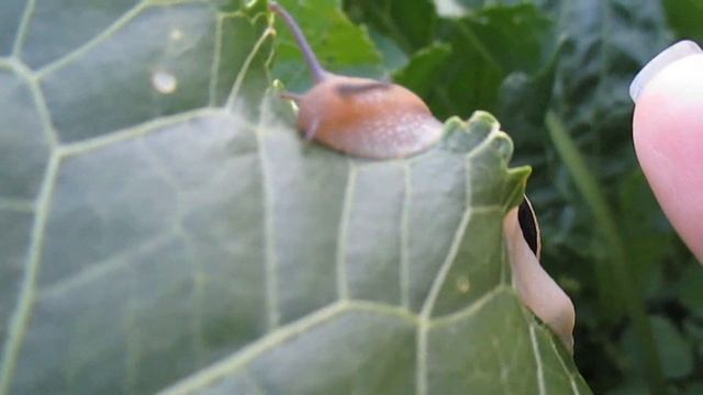 Наблюдение за полосатой улиткой/Monitoring of striped snail