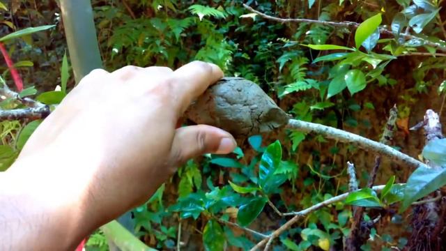 গন্ধরাজ ফুল গাছে গুটি কলম | How to grafting Gardenia By Agri Travel