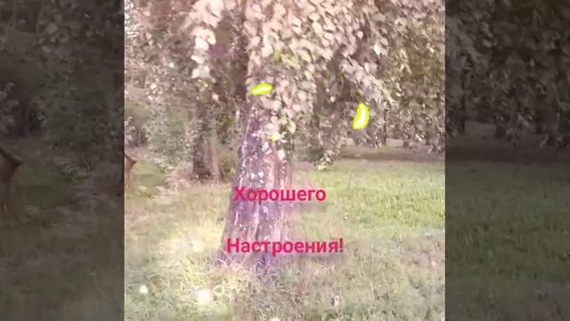 YouCut_20240820_072756671.mp4Барнаул, 20 августа,  погода