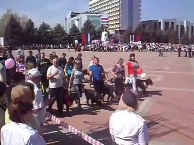 Армавир 1 мая 2013 Первомайская Демонстрация с собаками