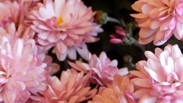 Цветы хризантемы. Pink chrysanthemum - Популярные комнатные, домашние растения и цветы