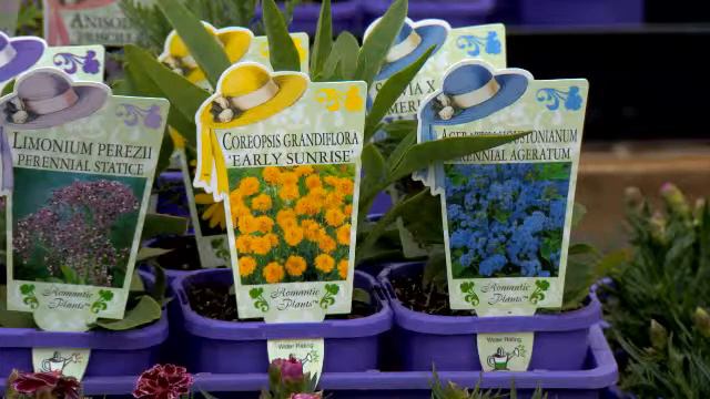 Greenfingers - Swan Valley Nursery: Perfect summer colour