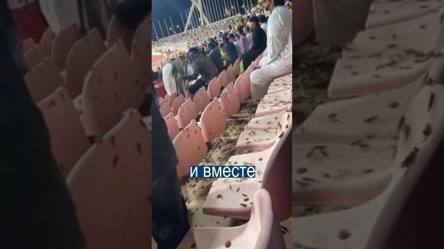 Саранча слетелась посмотреть на Роналду