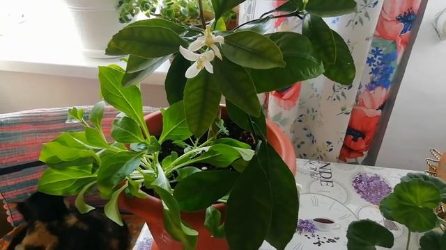 Как цветёт комнатный мандарин